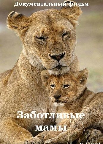 BBC. Заботливые мамы